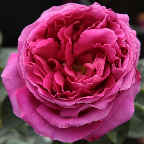 E-commerce, vendita, rose, in, vaso rose inglesi - rosa - Rosa Macbeth™ - rosa intensamente profumata - David Austin - Speziata, dai colori vivaci, con fiori resistenti. È più forte di una standard rosa inglese.